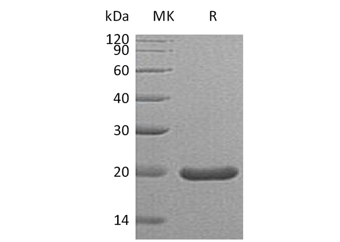 Валидация Elabscience PKSM041278(5174)