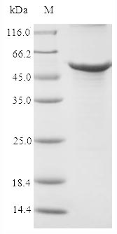 SDS-PAGE