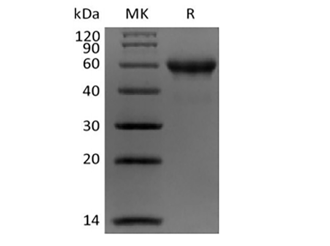 Валидация Elabscience PKSH033862(4097)