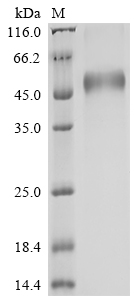SDS-PAGE