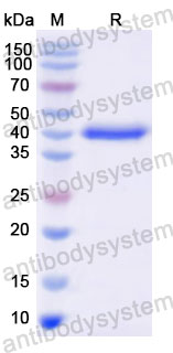 Валидация SDS-PAGE - AntibodySystem VHJ41201