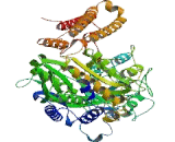 Glutamate Carboxypeptidase II (GCPII)