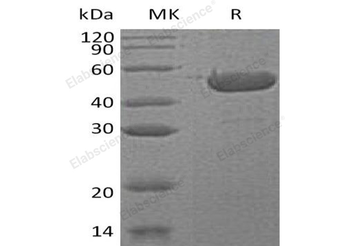Валидация Elabscience PKSH033014(3395)
