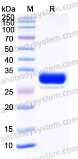 AHG46002, SDS-PAGE