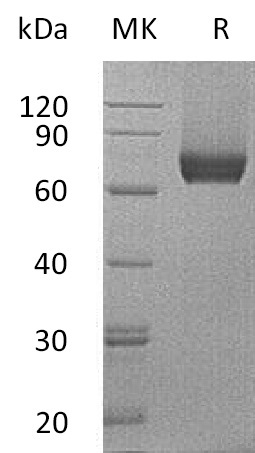 Валидация Elabscience PKSM041242(5145)