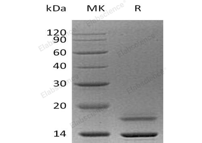 Валидация Elabscience PKSH032326(2817)