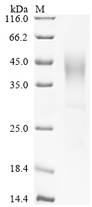 SDS-PAGE