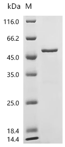SDS-PAGE