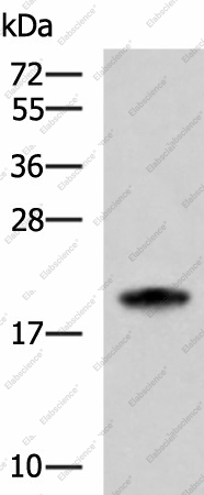 Вестерн-блоттинг, MRPS28, клетки HL-60
