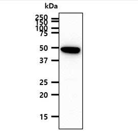 Валидация AssayVector ARM1824(2373)