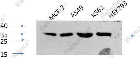 Вестерн-блоттинг, Phospho-CREB1 (Ser133), различные клетки