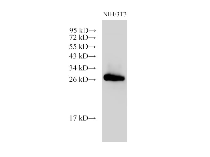 Вестерн-блоттинг, Galectin 3, клетки MIH/3T3