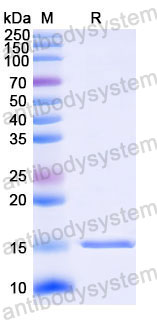 Валидация SDS-PAGE - AntibodySystem RHD97901