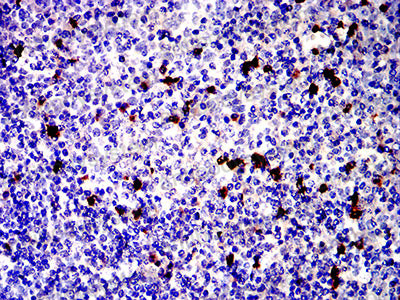 Валидация AntibodySystem RHF34003