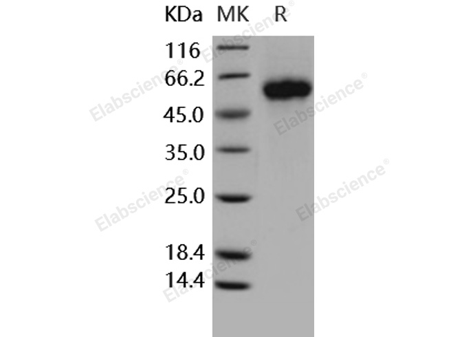 Валидация Elabscience PKSH031680(2325)