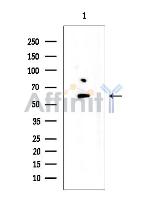 Валидация Affinity AF5386 - 3020