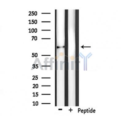 Валидация Affinity DF7441 - 19189