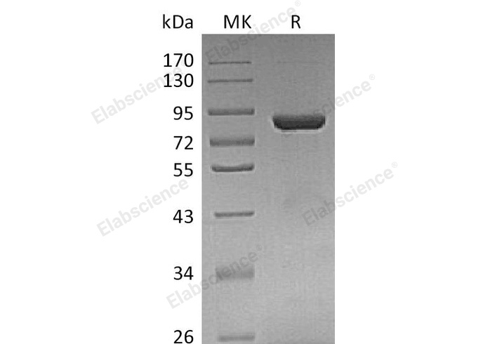 Валидация Elabscience PKSH033105(3467)