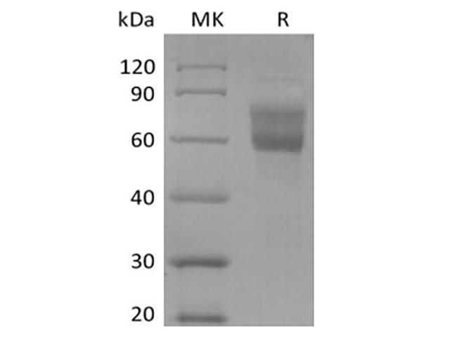 Валидация Elabscience PKSH033957(4187)