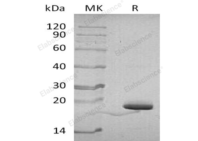 Валидация Elabscience PKSH032859(3266)