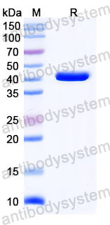 Валидация SDS-PAGE - AntibodySystem RMC18802