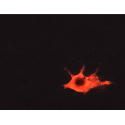 Валидация Affinity AF6062 - 3265