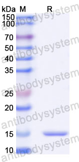 Валидация SDS-PAGE - AntibodySystem RHB22002