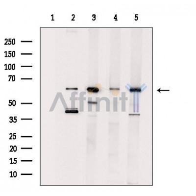 Валидация Affinity DF7352 - 19064