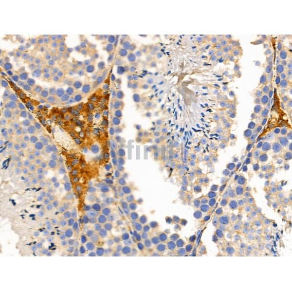 Валидация Affinity DF3618 - 14592