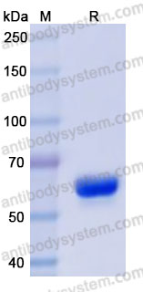 AHF90701, SDS-PAGE