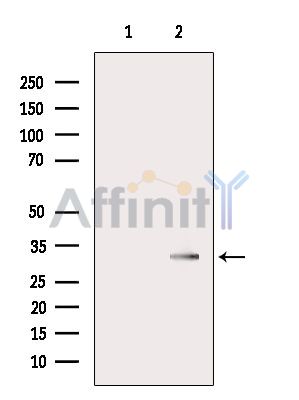 Валидация Affinity DF9091 - 21378