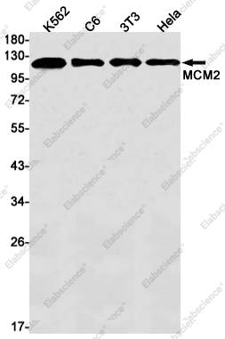 Вестерн-блоттинг, MCM2, клетки K562, C6, 3T3, HeLa