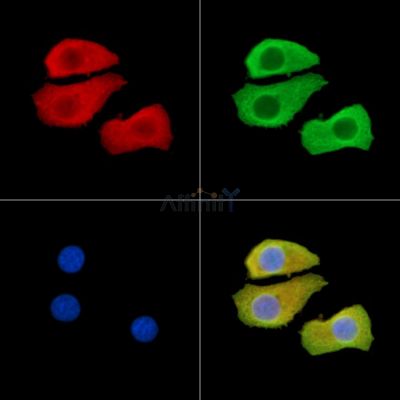 Валидация Affinity DF14966 - 11163