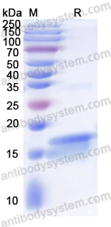 Валидация AntibodySystem YHF69201