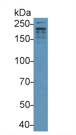 8818