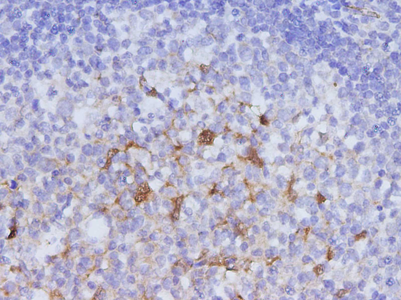 Валидация Elabscience D-AB-10451L