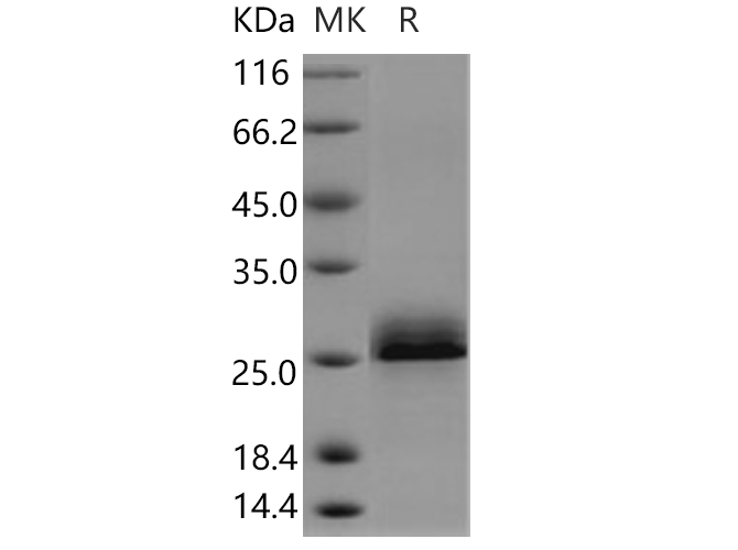 Валидация Elabscience PKSH030585(1485)
