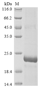 SDS-PAGE