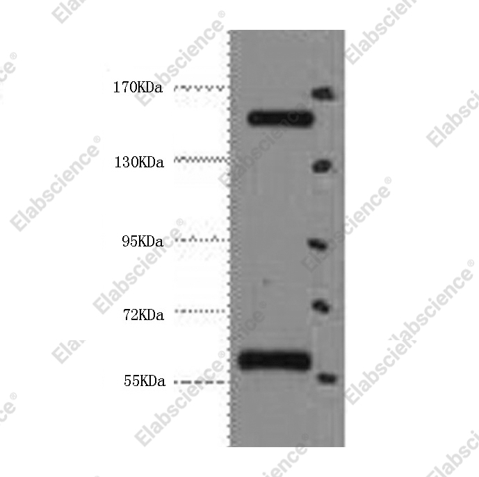Вестерн-блоттинг, CD45, клетки HeLa