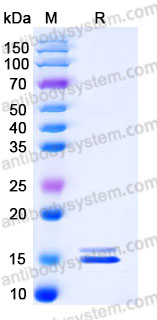YHB03401, SDS-PAGE