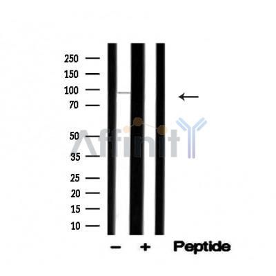 Валидация Affinity AF4697 - 2313
