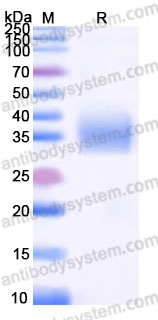 EHG63702, SDS-PAGE