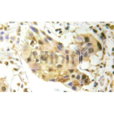 Валидация Affinity AF6033 - 3236