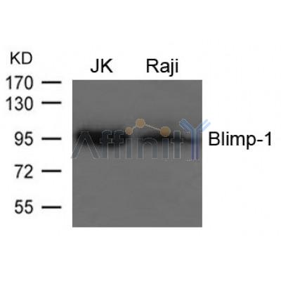 Валидация Affinity AF4088 - 2147