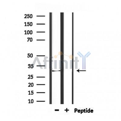 Валидация Affinity DF6893 - 18487