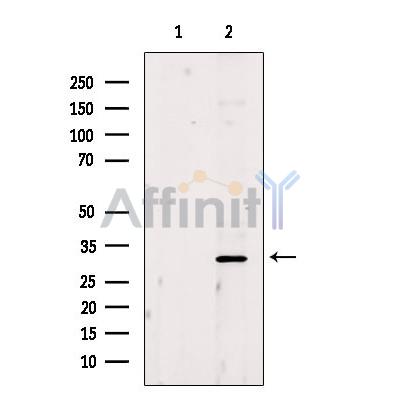 Валидация Affinity DF9587 - 22277