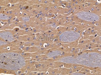 Валидация Affinity DF5036 - 16923