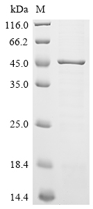 SDS-PAGE
