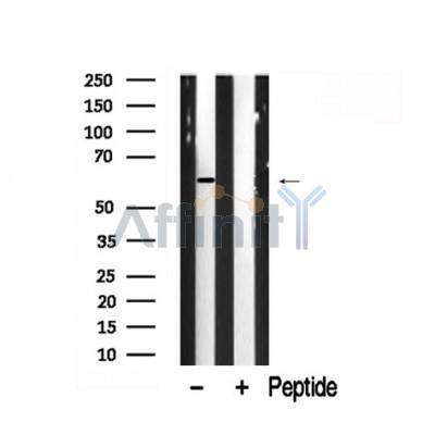 Валидация Affinity AF7885 - 4627