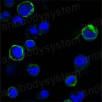 Валидация IF - AntibodySystem RHF90707